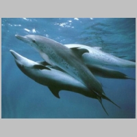 Mating Dolphins 1.jpg
